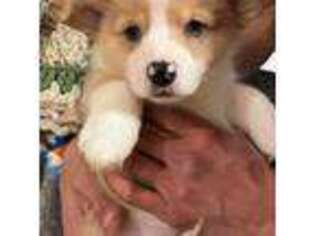 Pembroke Welsh Corgi Puppy for sale in Albuquerque, NM, USA