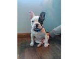 French Bulldog Puppy for sale in Eden Valley, MN, USA