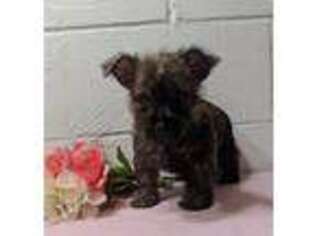 Cairn Terrier Puppy for sale in Dundee, OH, USA
