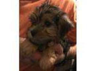 Mutt Puppy for sale in Haddam, CT, USA