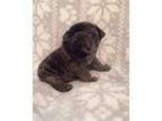 Pug Puppy for sale in Bangor, ME, USA