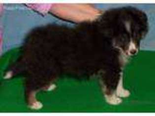 Shetland Sheepdog Puppy for sale in Coopersburg, PA, USA