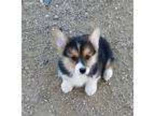 Pembroke Welsh Corgi Puppy for sale in Wofford Heights, CA, USA