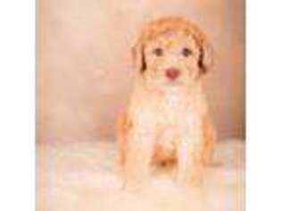 Saint Berdoodle Puppy for sale in Leavenworth, IN, USA