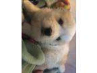 Saint Bernard Puppy for sale in Dallas, TX, USA