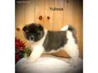 Medium Photo #1 Akita Puppy For Sale in Elizabethville, PA, USA