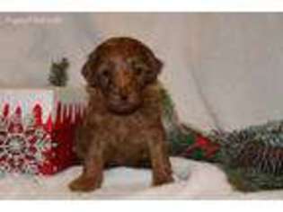 Goldendoodle Puppy for sale in Richland, PA, USA