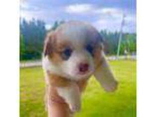 Pembroke Welsh Corgi Puppy for sale in Coward, SC, USA