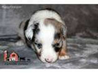 Miniature Australian Shepherd Puppy for sale in Saint Mary, MO, USA