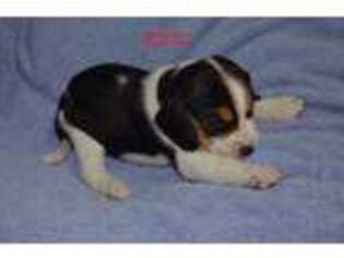 Beagle Puppy for sale in Thousand Oaks, CA, USA