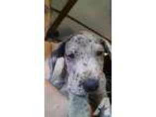 Great Dane Puppy for sale in HURLEY, VA, USA