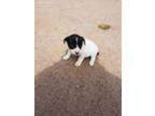 Jack Russell Terrier Puppy for sale in Alabaster, AL, USA