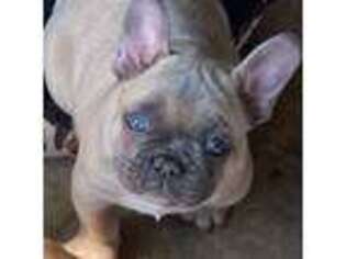 French Bulldog Puppy for sale in Kansas, OK, USA