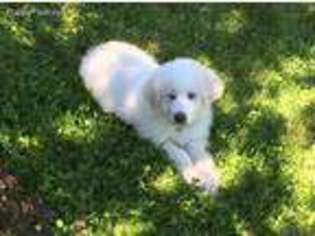 Great Pyrenees Puppy for sale in Windham, NH, USA