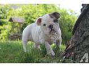 Bulldog Puppy for sale in FROSTBURG, MD, USA