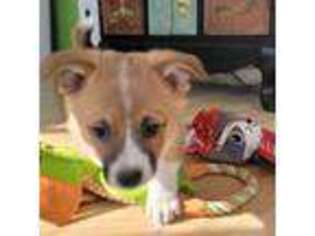 Pembroke Welsh Corgi Puppy for sale in Phoenix, AZ, USA