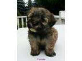 Havanese Puppy for sale in Osseo, MI, USA