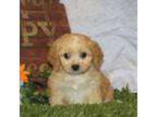 Cavachon Puppy for sale in Manheim, PA, USA