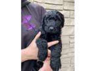 Schnoodle (Standard) Puppy for sale in Frenchtown, MT, USA