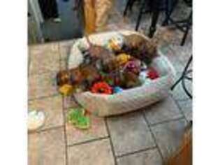 Vizsla Puppy for sale in Tremonton, UT, USA