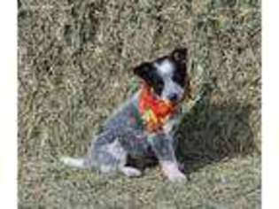 Australian Cattle Dog Puppy for sale in Denver, CO, USA