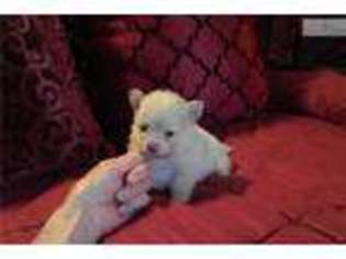 Pomeranian Puppy for sale in Monroe, LA, USA