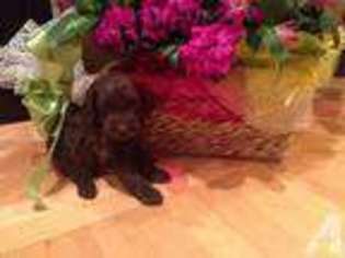 Australian Labradoodle Puppy for sale in OLYMPIA, WA, USA