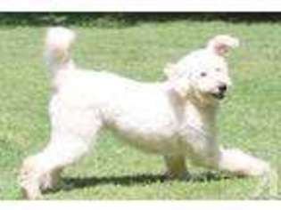 Goldendoodle Puppy for sale in WATERTOWN, TN, USA