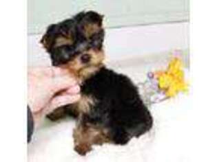Yorkshire Terrier Puppy for sale in Antlers, OK, USA