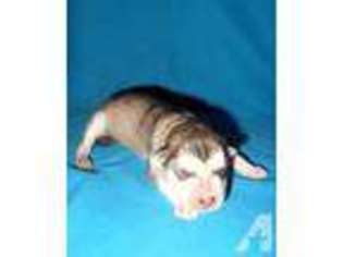 Alaskan Malamute Puppy for sale in FOXWORTH, MS, USA
