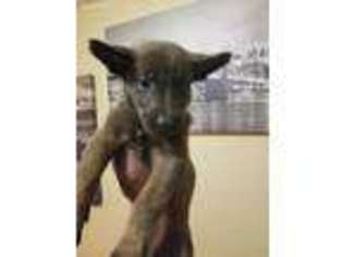 Belgian Malinois Puppy for sale in Tallahassee, FL, USA
