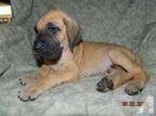 Great Dane Puppy for sale in SHEPHERD, TX, USA