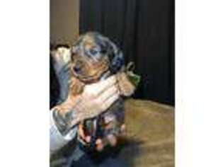 Dachshund Puppy for sale in Bell Gardens, CA, USA