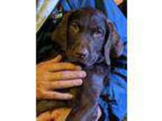 Chesapeake Bay Retriever Puppy for sale in Rockford, IL, USA