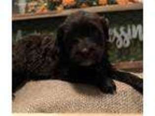 Portuguese Water Dog Puppy for sale in Bolivar, MO, USA