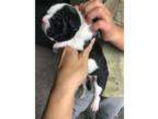Mutt Puppy for sale in Bemidji, MN, USA