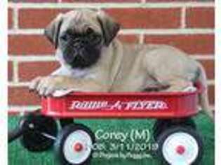 Pug Puppy for sale in New Columbia, PA, USA