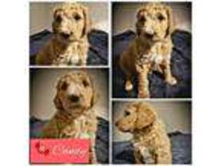 Mutt Puppy for sale in SULPHUR SPRINGS, TX, USA