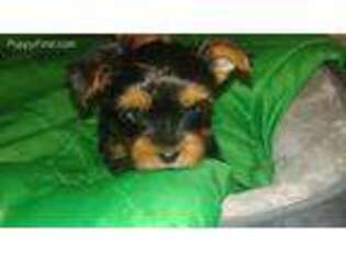 Yorkshire Terrier Puppy for sale in Gainesville, VA, USA