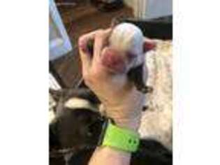 Boston Terrier Puppy for sale in Auburn, WA, USA