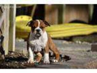 Bulldog Puppy for sale in Bremen, IN, USA