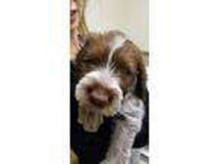 Small Wirehaired Pointing Griffon