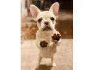 French Bulldog Puppy for sale in Cold Spring, MN, USA