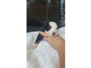 Bernese Mountain Dog Puppy for sale in Pisgah Forest, NC, USA