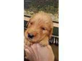 Golden Retriever Puppy for sale in Evansville, IL, USA