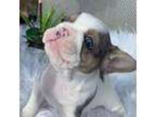 French Bulldog Puppy for sale in Tracy, CA, USA