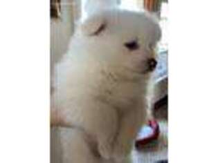 American Eskimo Dog Puppy for sale in Woodland Hills, CA, USA