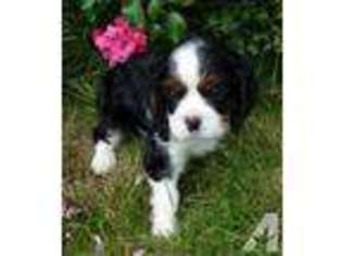 Cavalier King Charles Spaniel Puppy for sale in CHEHALIS, WA, USA