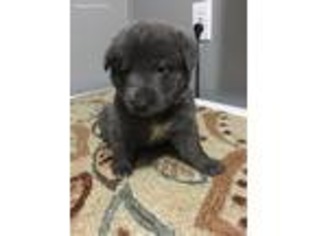 Mutt Puppy for sale in Clarkton, NC, USA