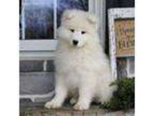 Samoyed Puppy for sale in Janesville, WI, USA